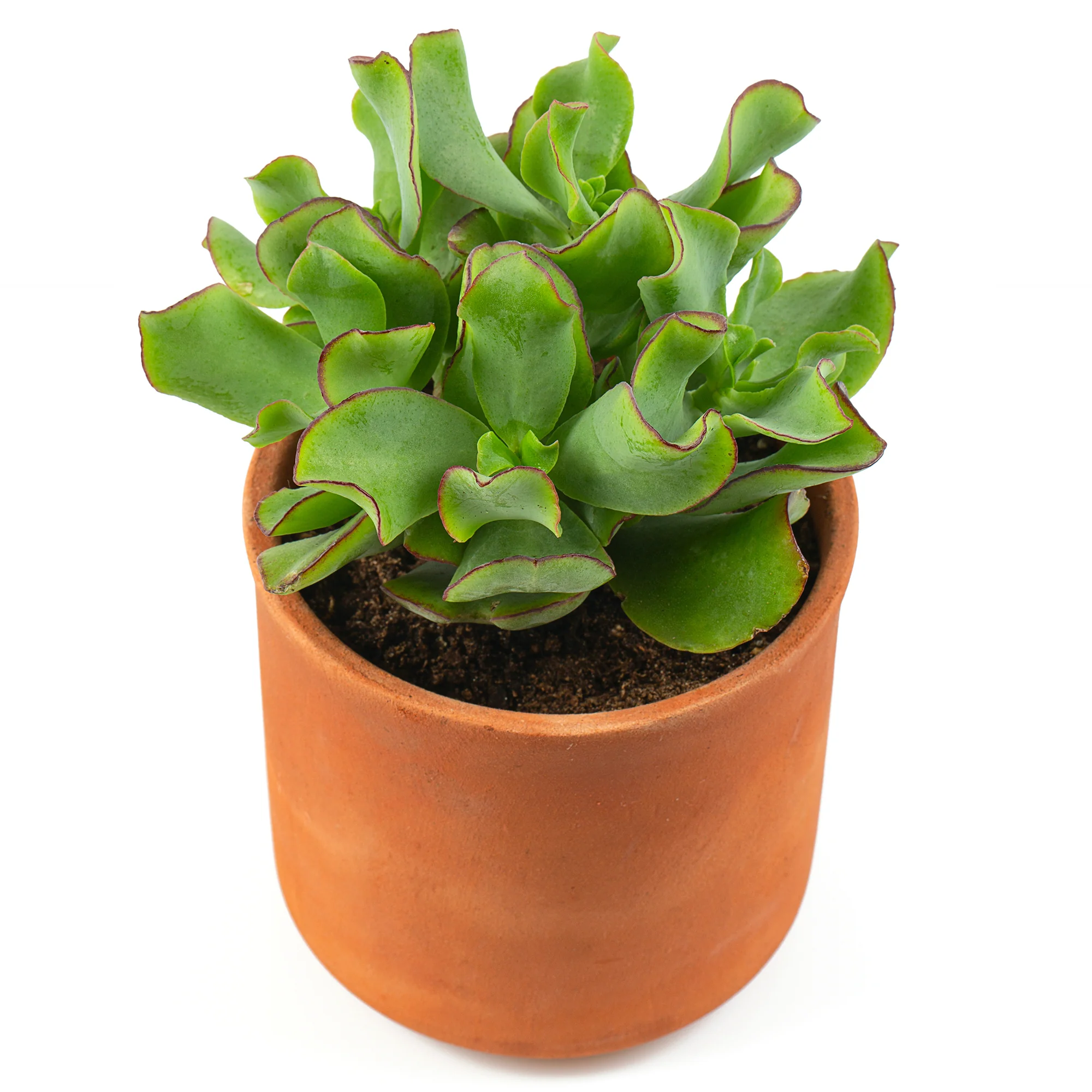 Jadeplant