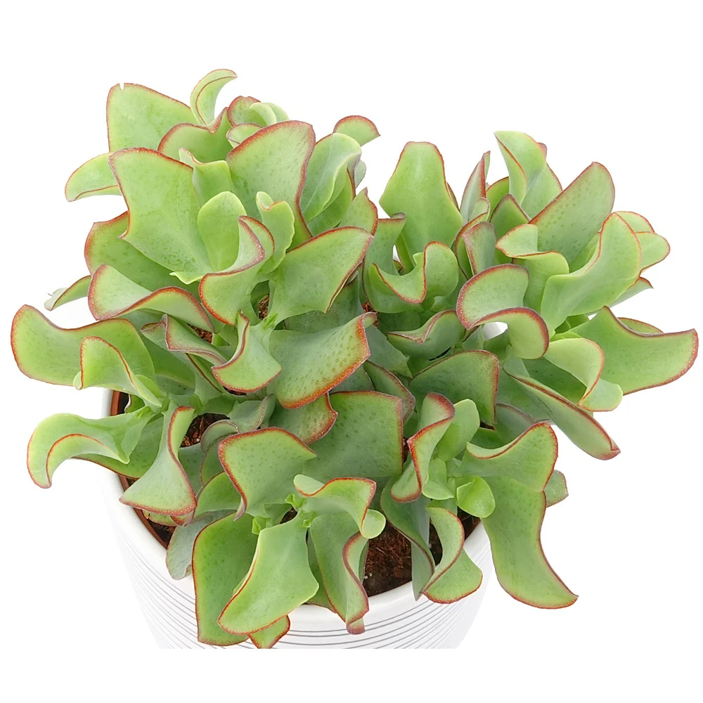Jadeplant - Image 3