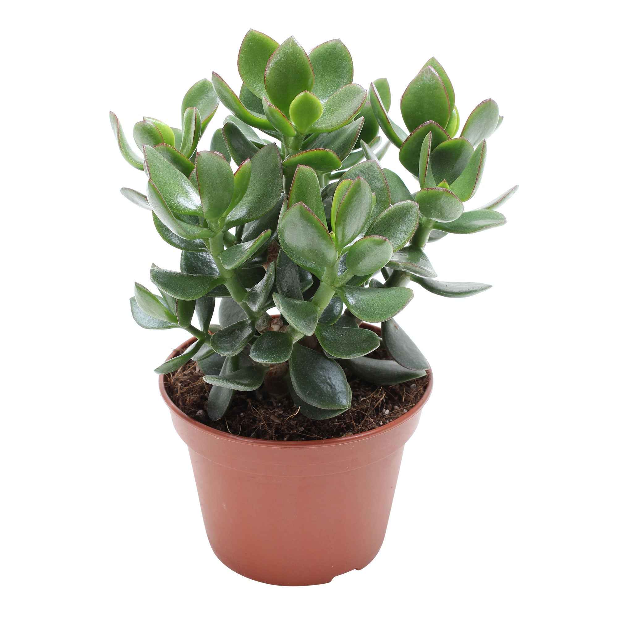 Jadeplant Crassula 'Hulk'