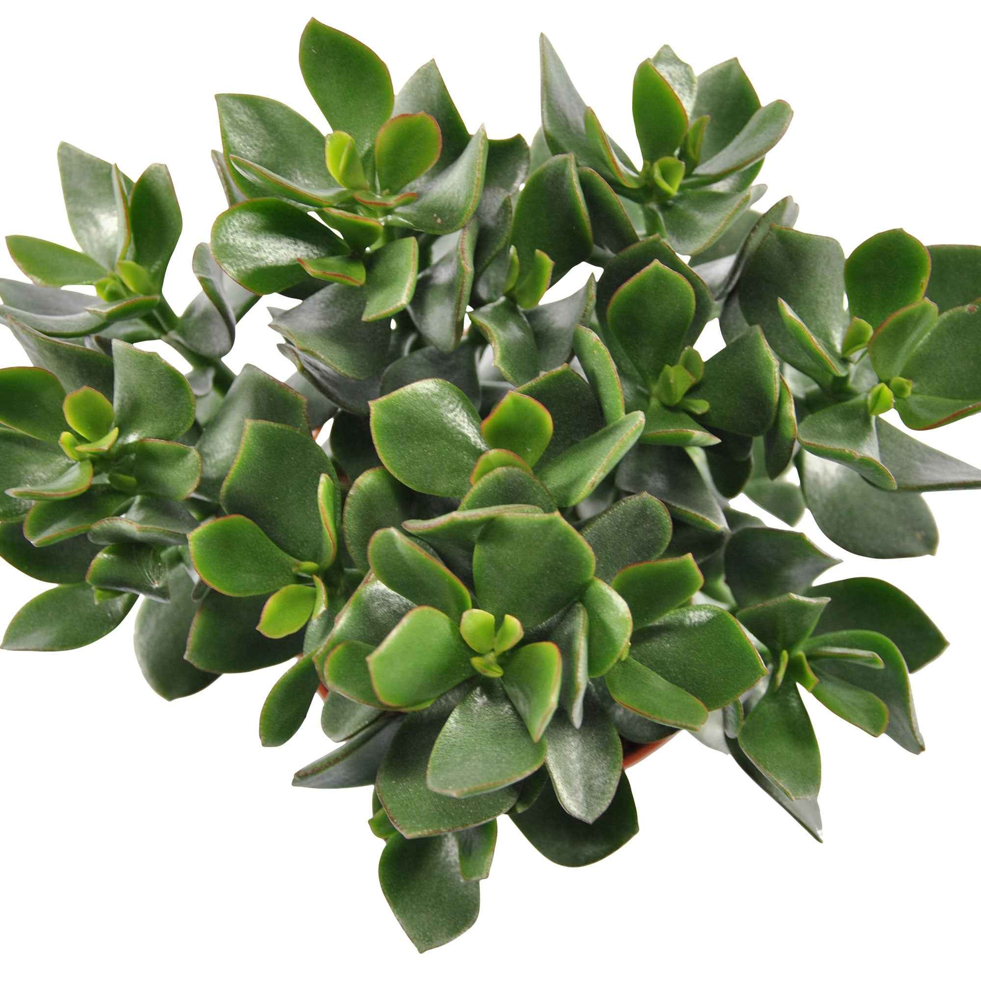 Jadeplant Crassula 'Hulk' - Image 2