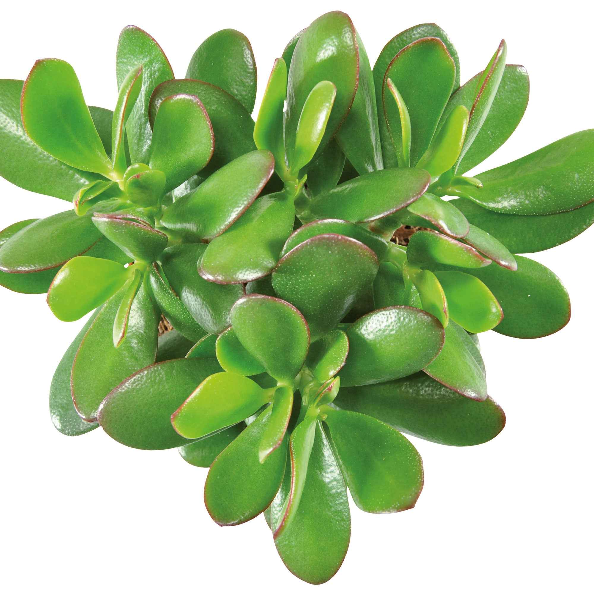 Jadeplant - Image 3