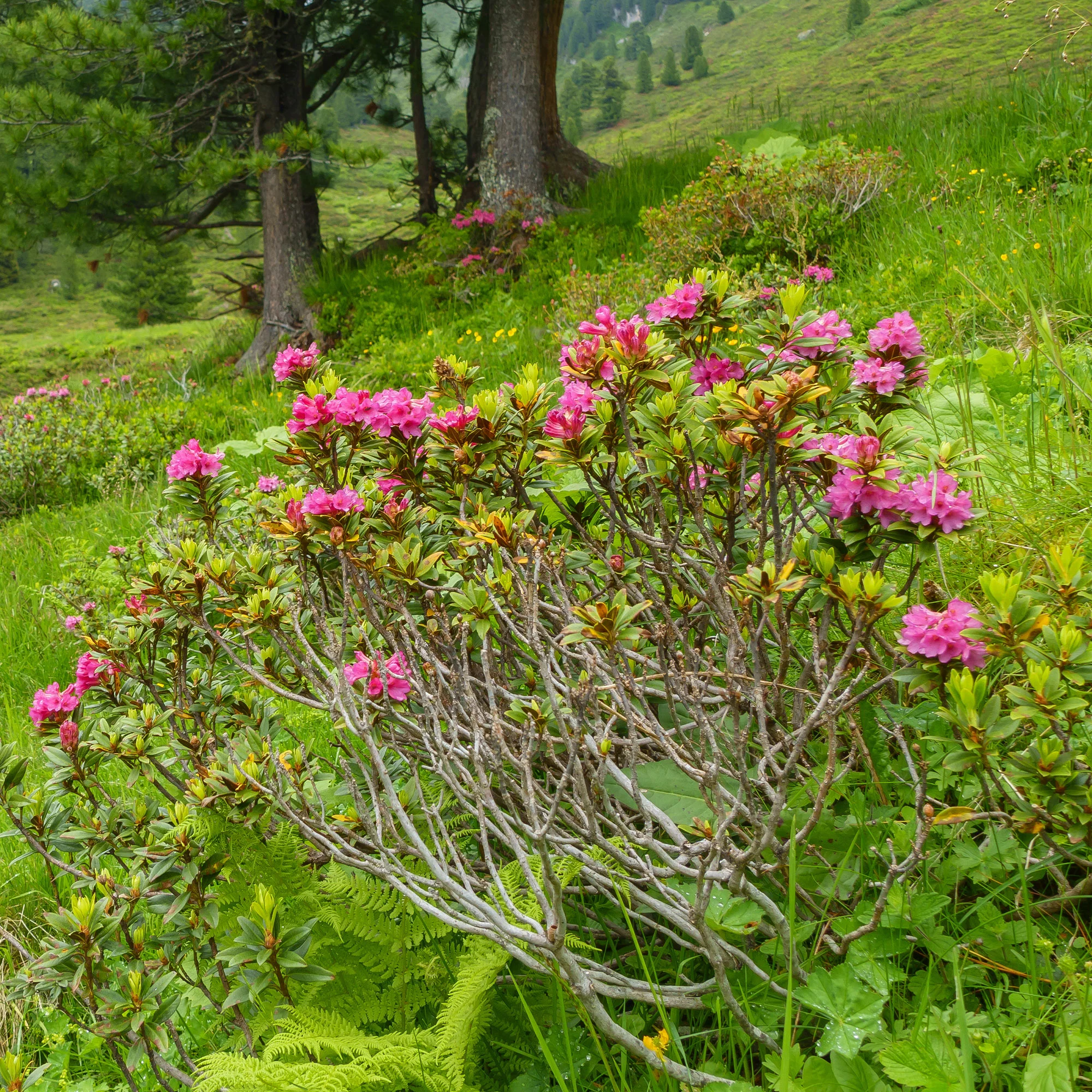 Japanse azalea Lilac Surprise