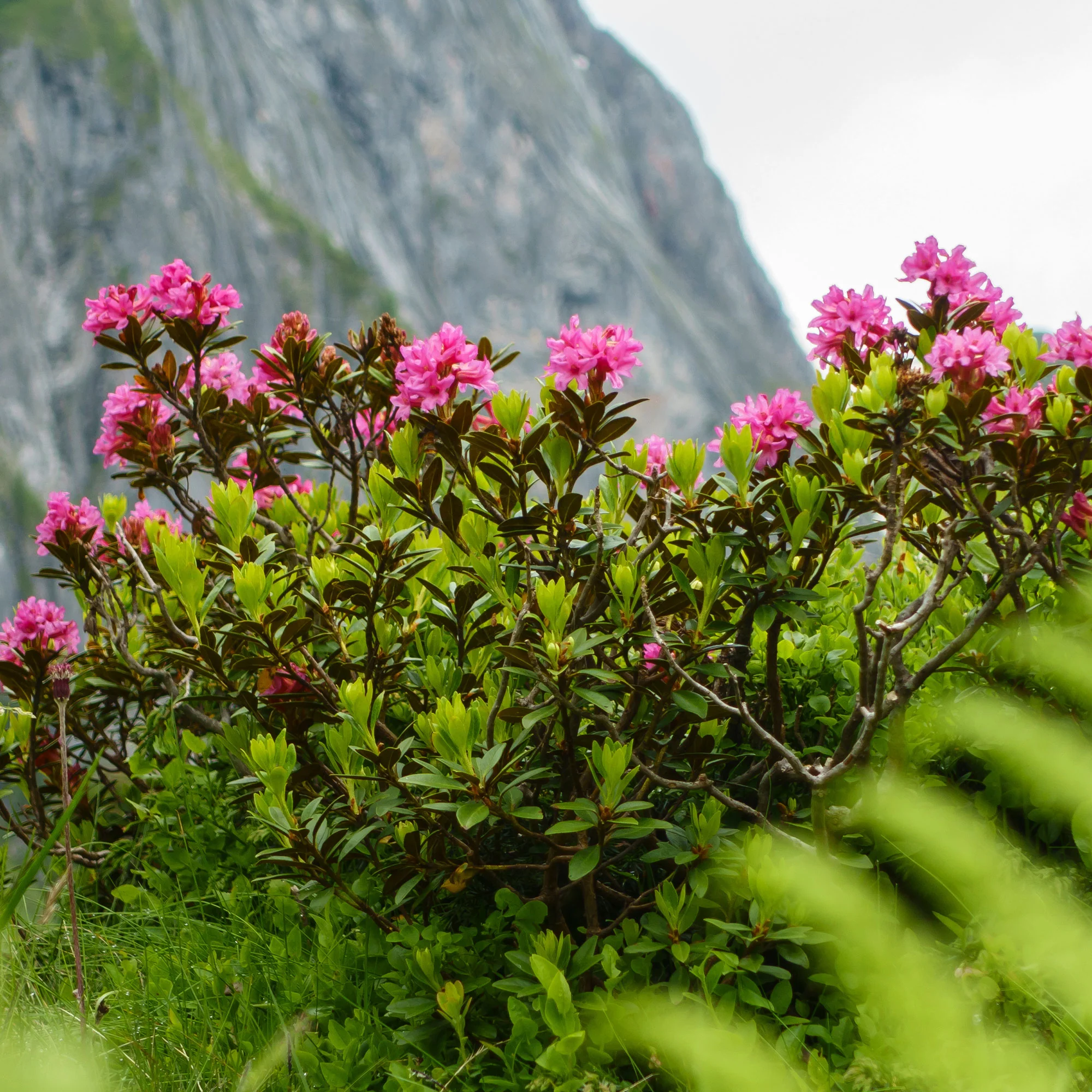 Japanse azalea Lilac Surprise - Image 3