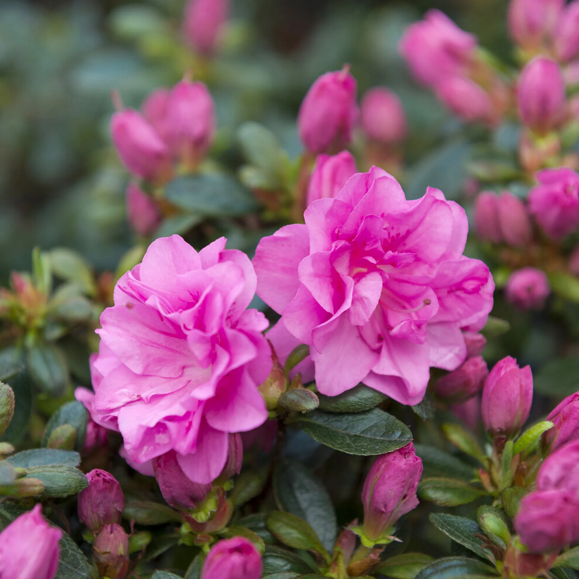 Japanse azalea Lilac Surprise - Image 4