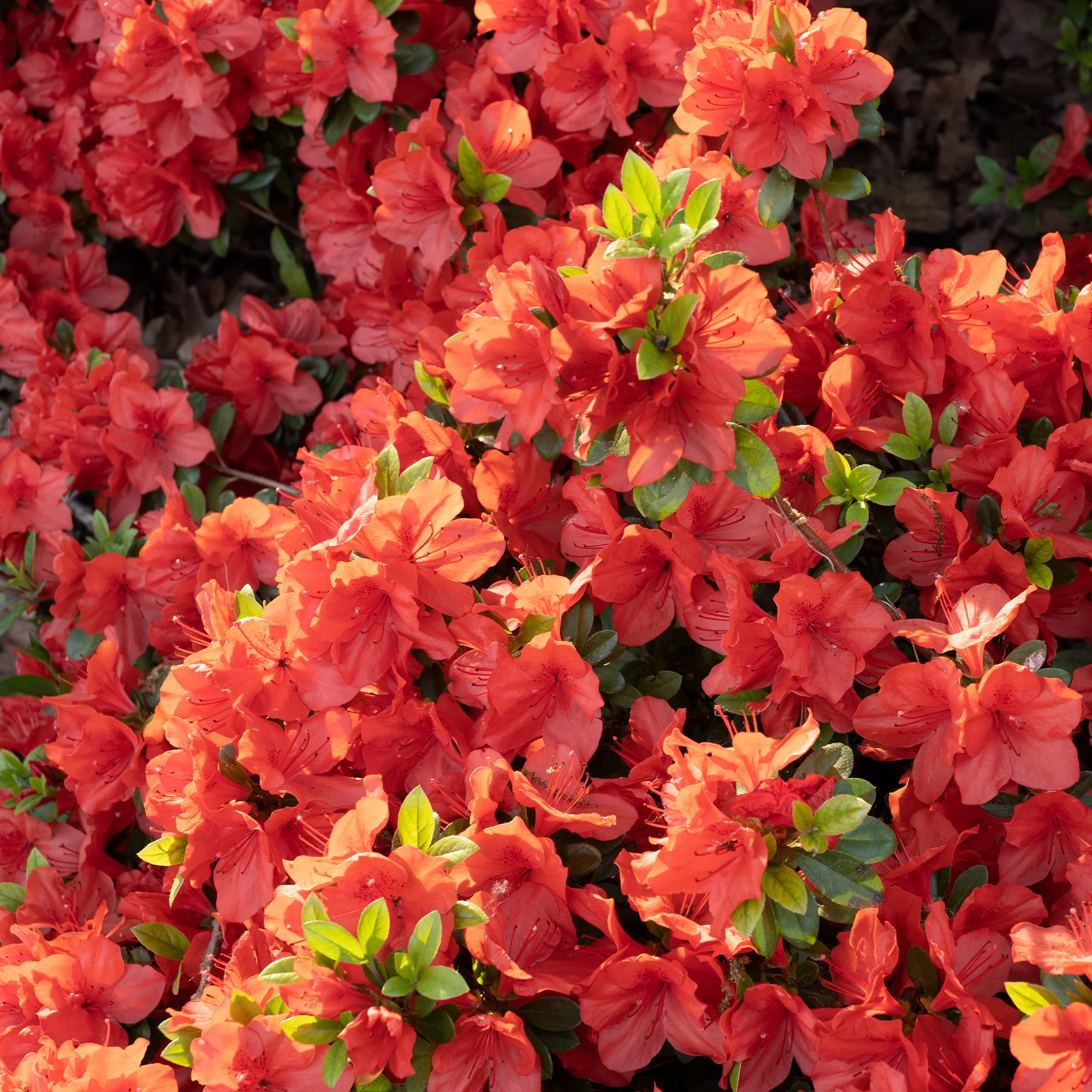 Japanse azalea Orange Surprise - Image 4