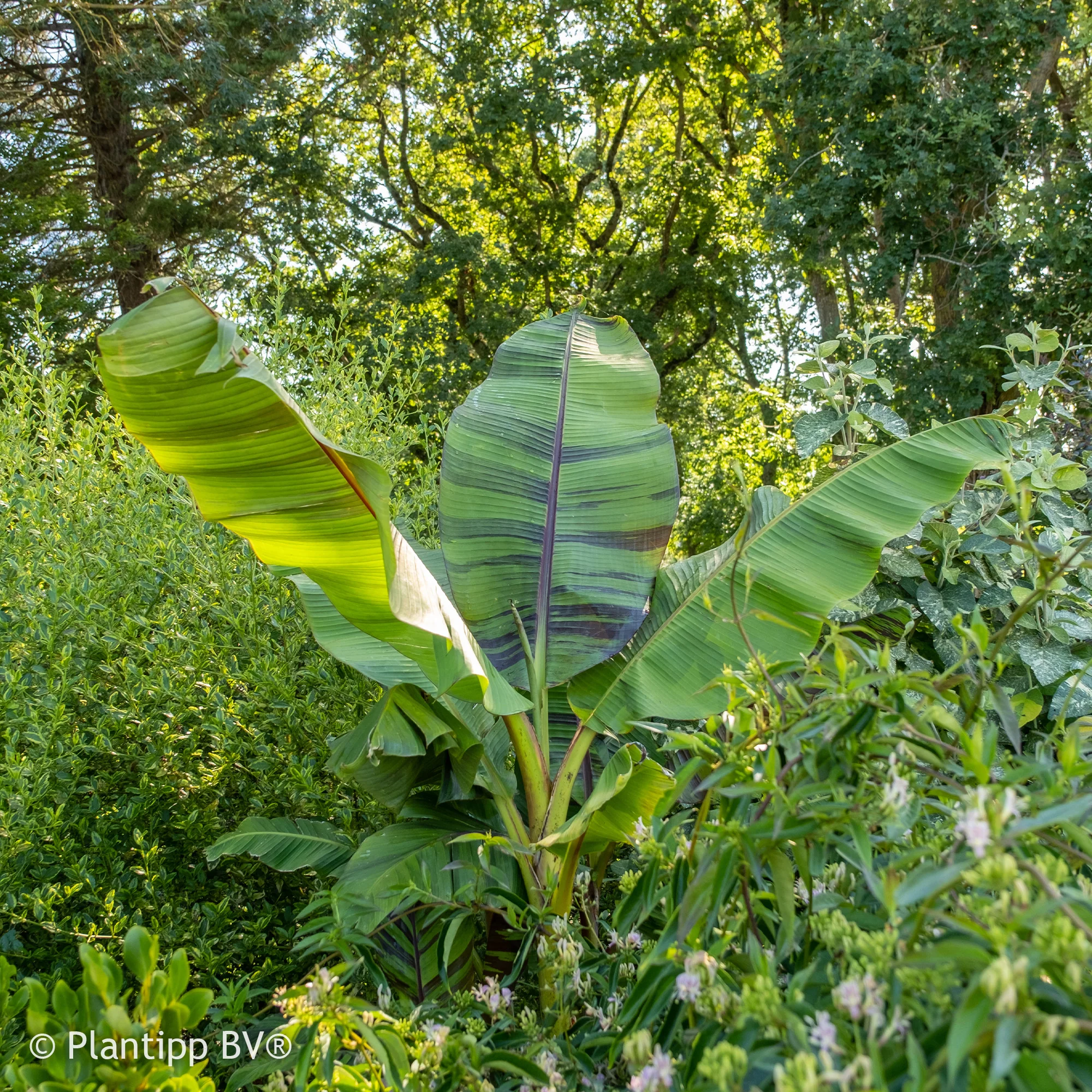Japanse Bananenplant Ever Red - Image 3