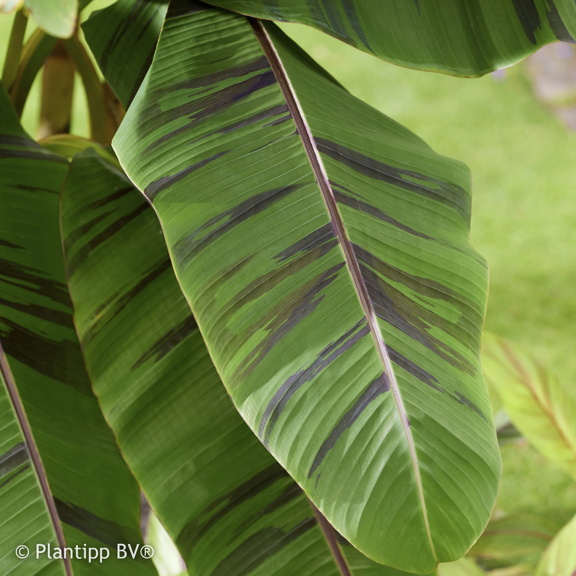 Japanse Bananenplant Ever Red - Image 5