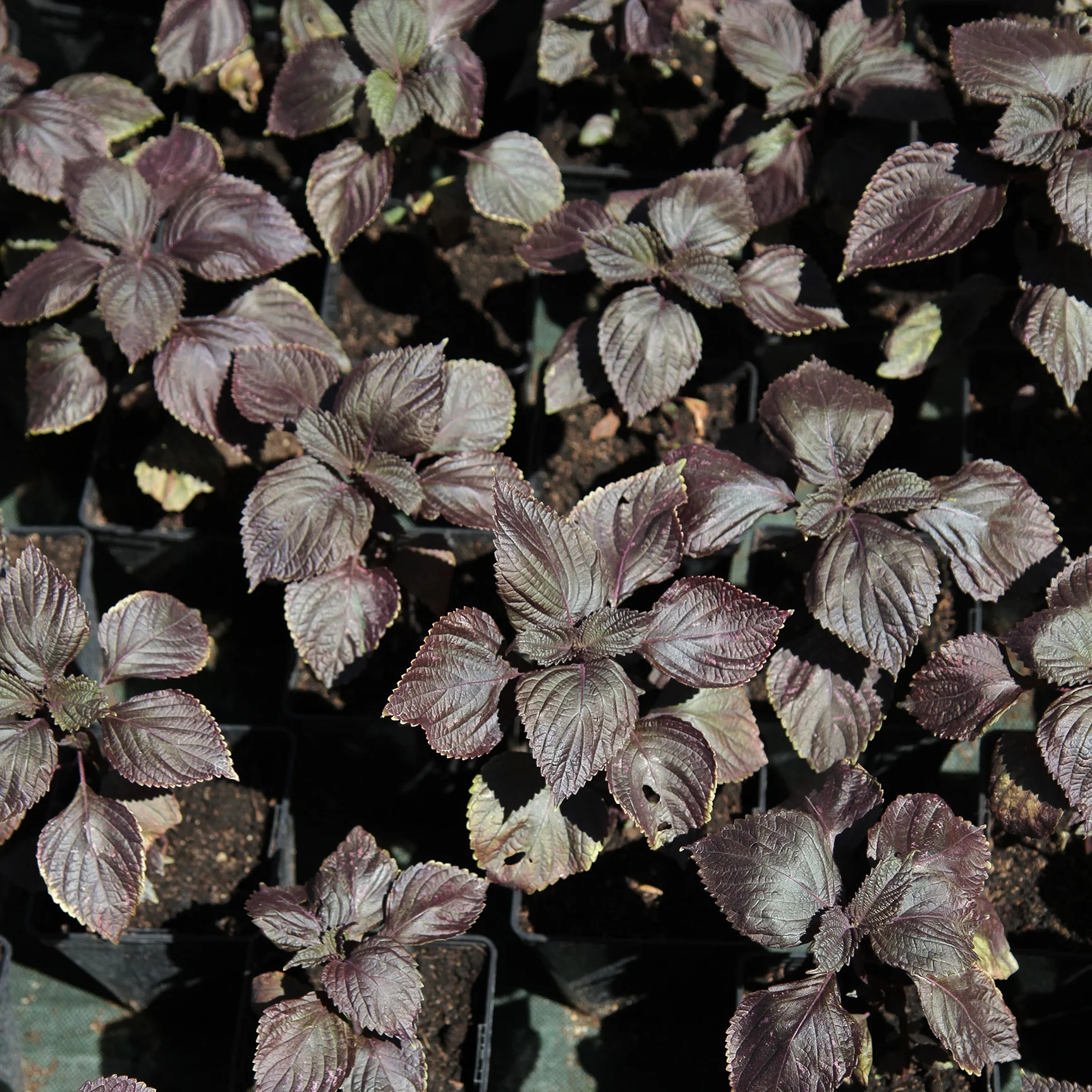Japanse basilicim (Shiso)