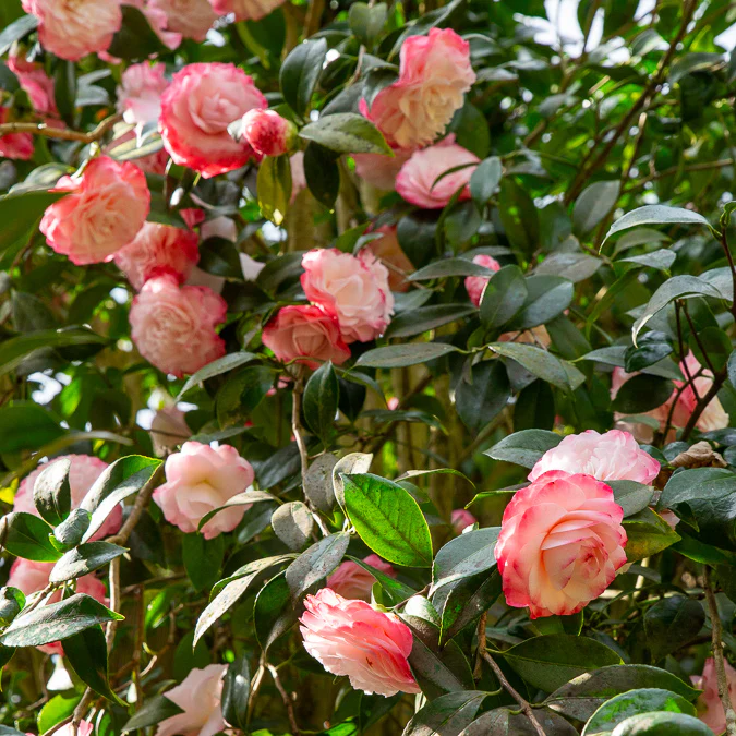 Japanse camelia Nuccios Pearl