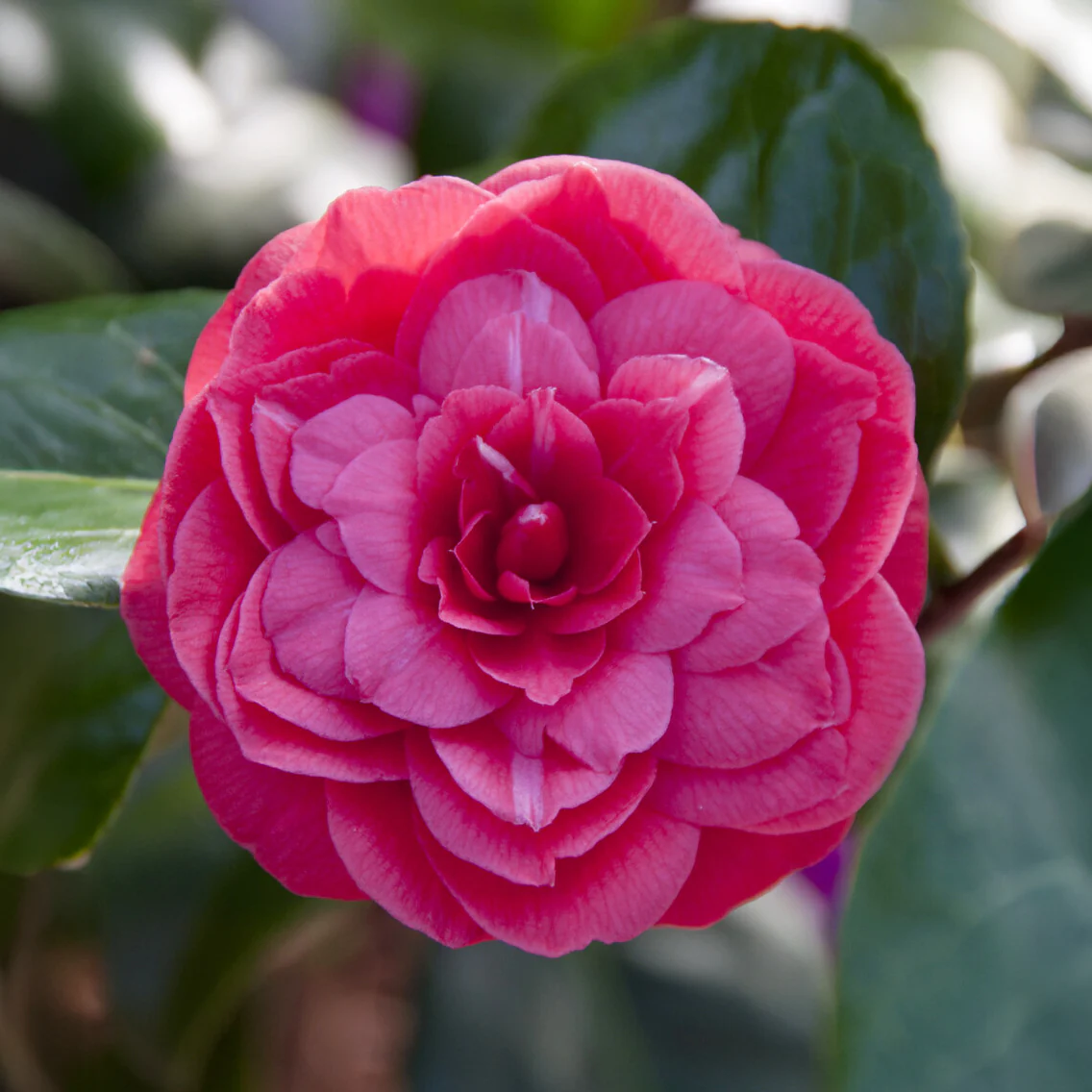 Japanse roos Principessa Baciocchi - Image 2