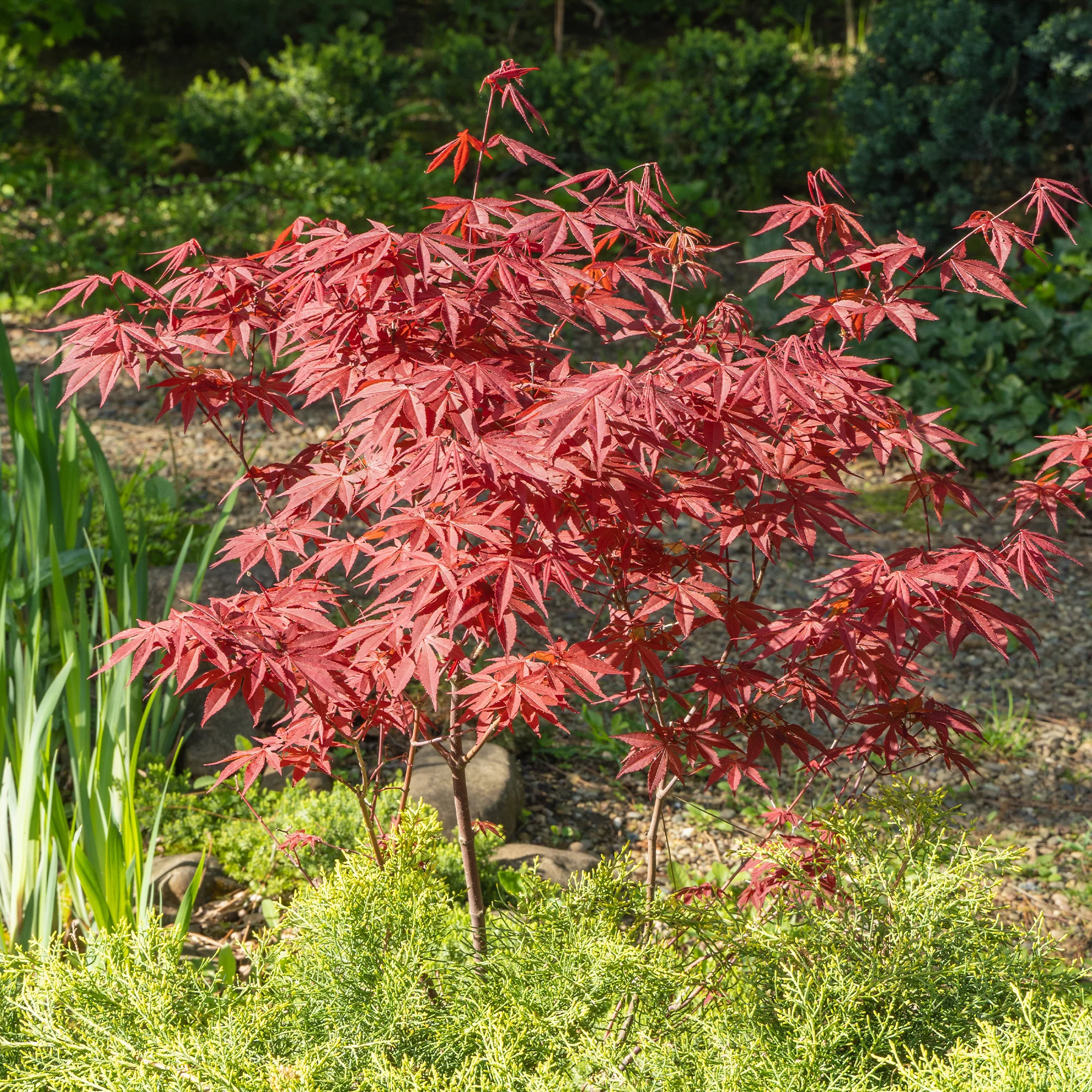 Japanse esdoorn 'Atropurpureum' - Image 3