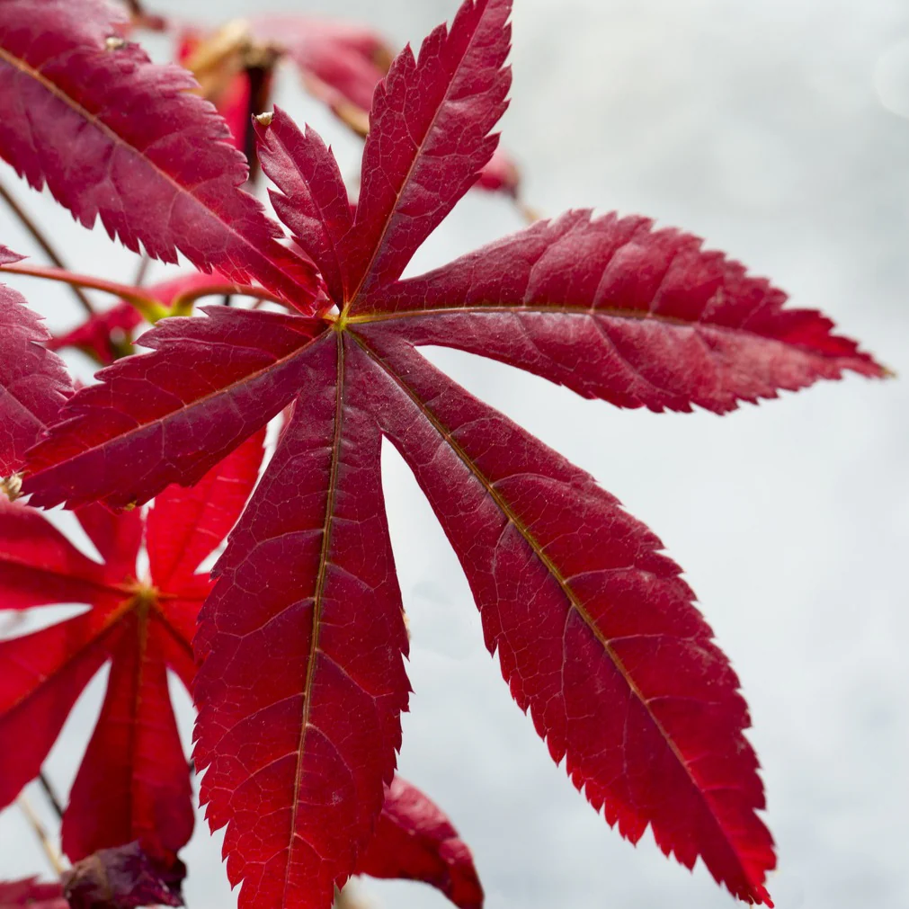 Japanse esdoorn 'Atropurpureum' - Image 6