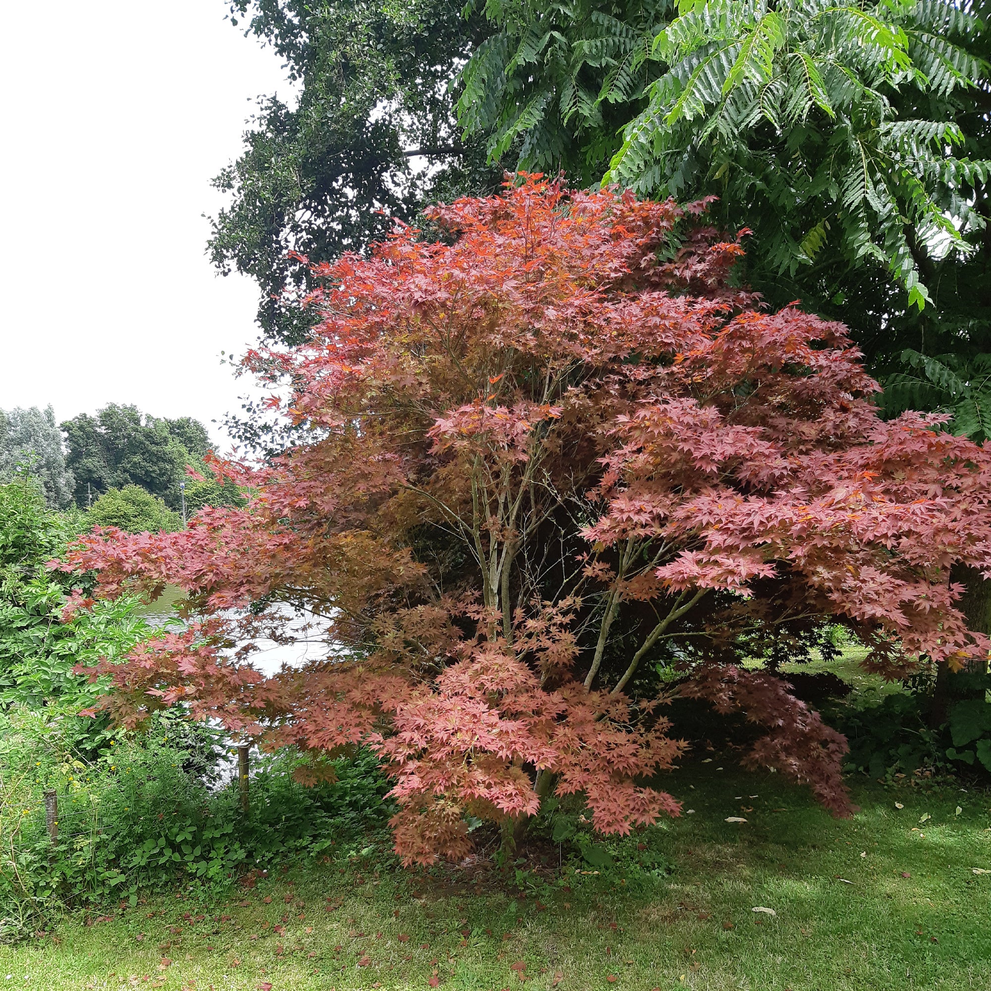 Japanse esdoorn 'Atropurpureum' - Image 7