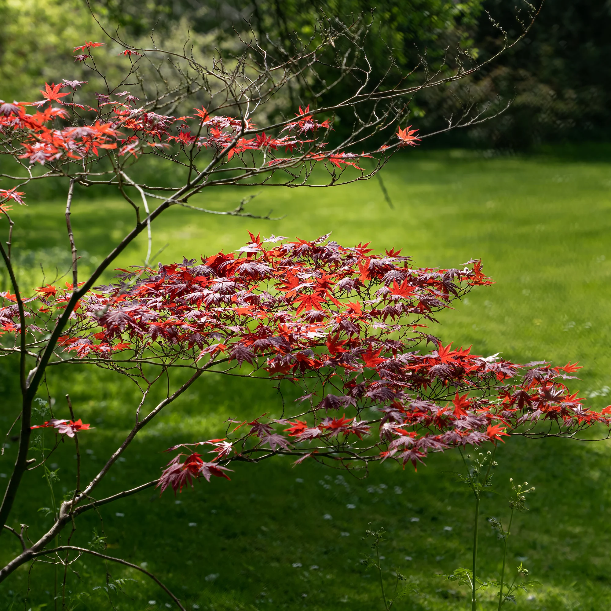 Japanse esdoorn 'Atropurpureum' - Image 8