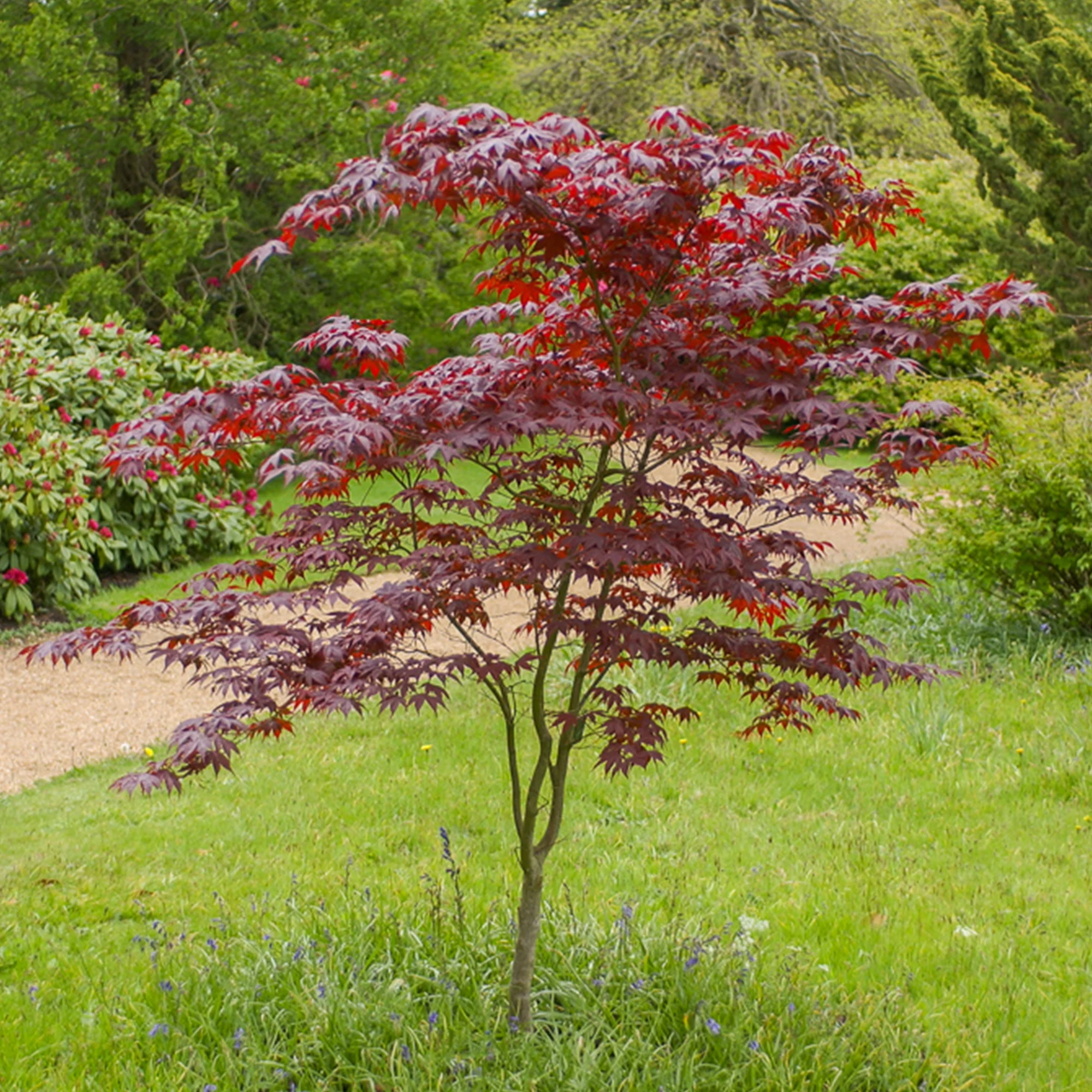Japanse esdoorn Bloodgood