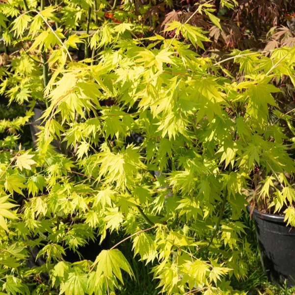 Japanse esdoorn Jordan - Image 2