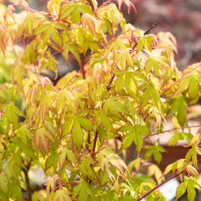 Japanse esdoorn 'Katsura' - Image 2