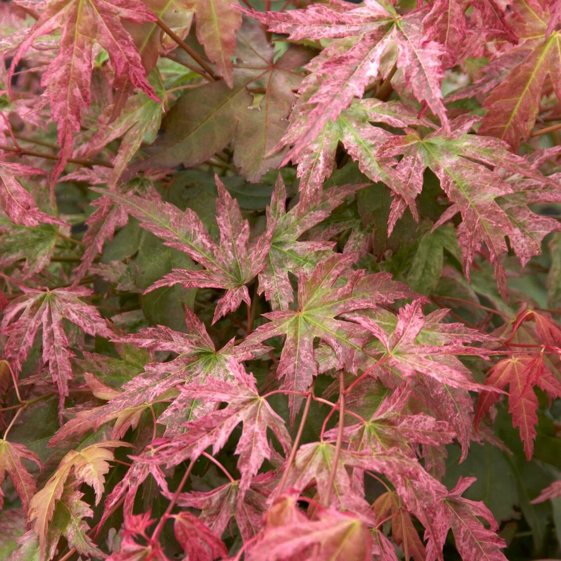 Japanse esdoorn 'Phoenix'