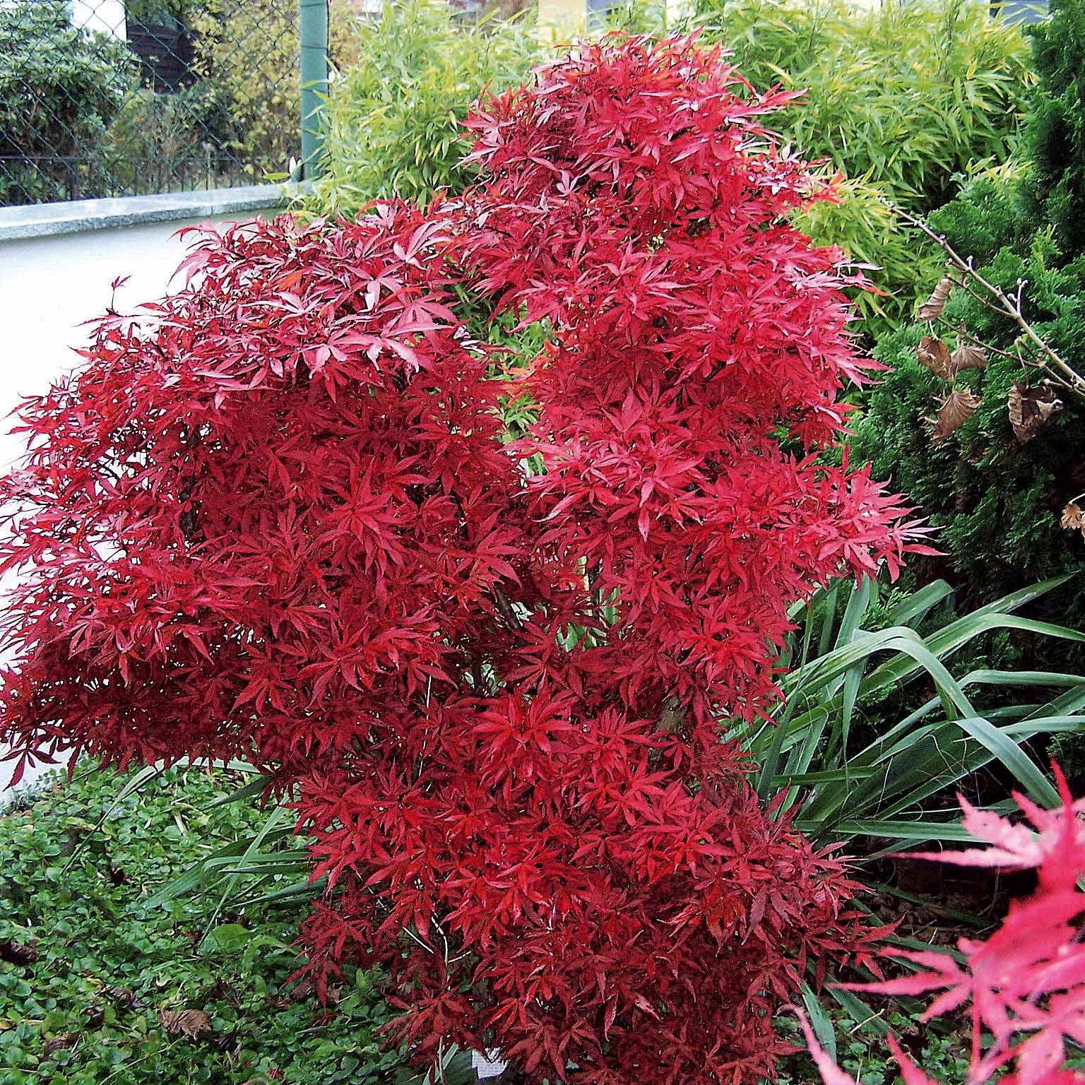 Japanse esdoorn 'Shaina' - Image 3