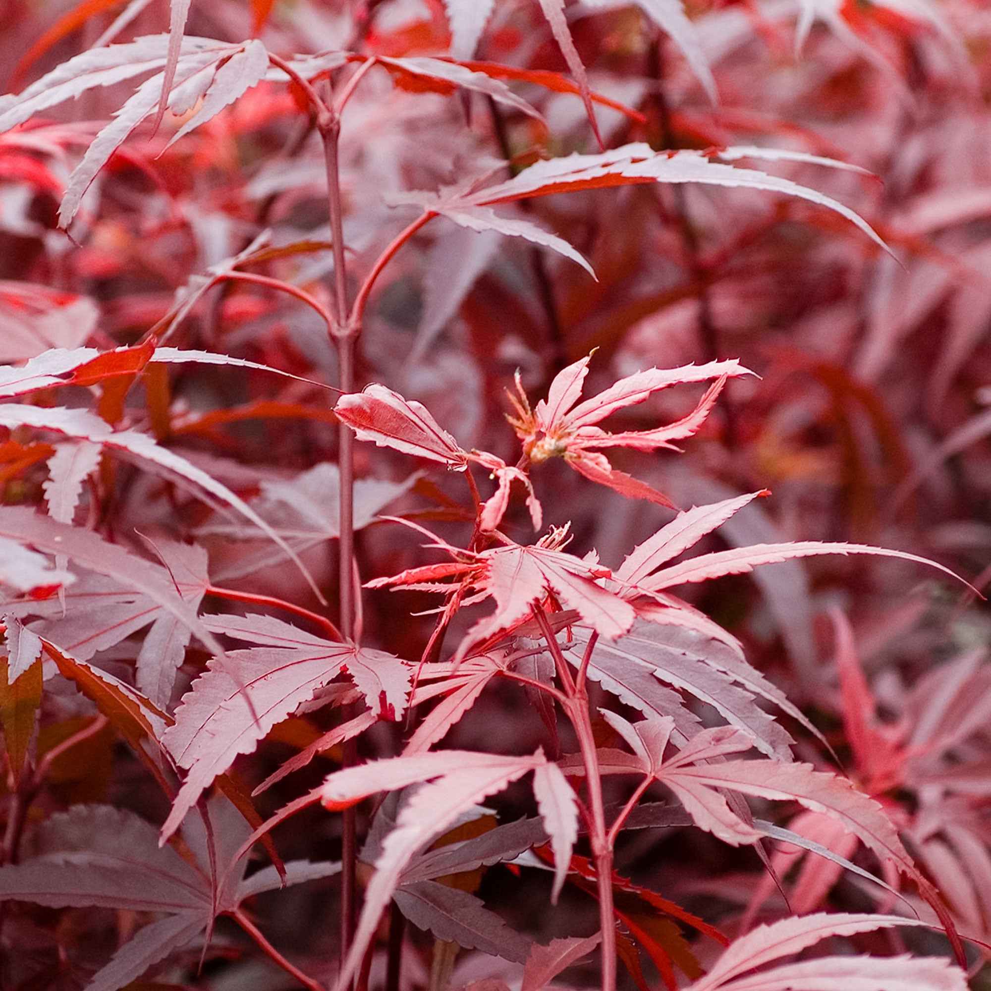 Japanse esdoorn 'Shaina' - Image 5