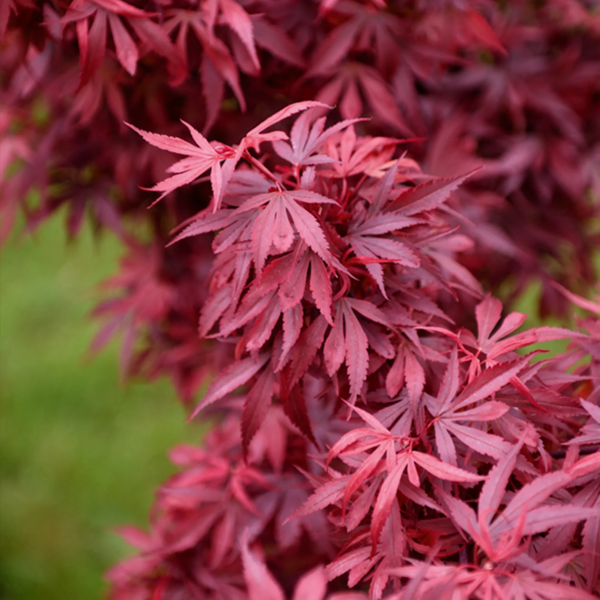 Japanse esdoorn 'Shaina' - Image 7