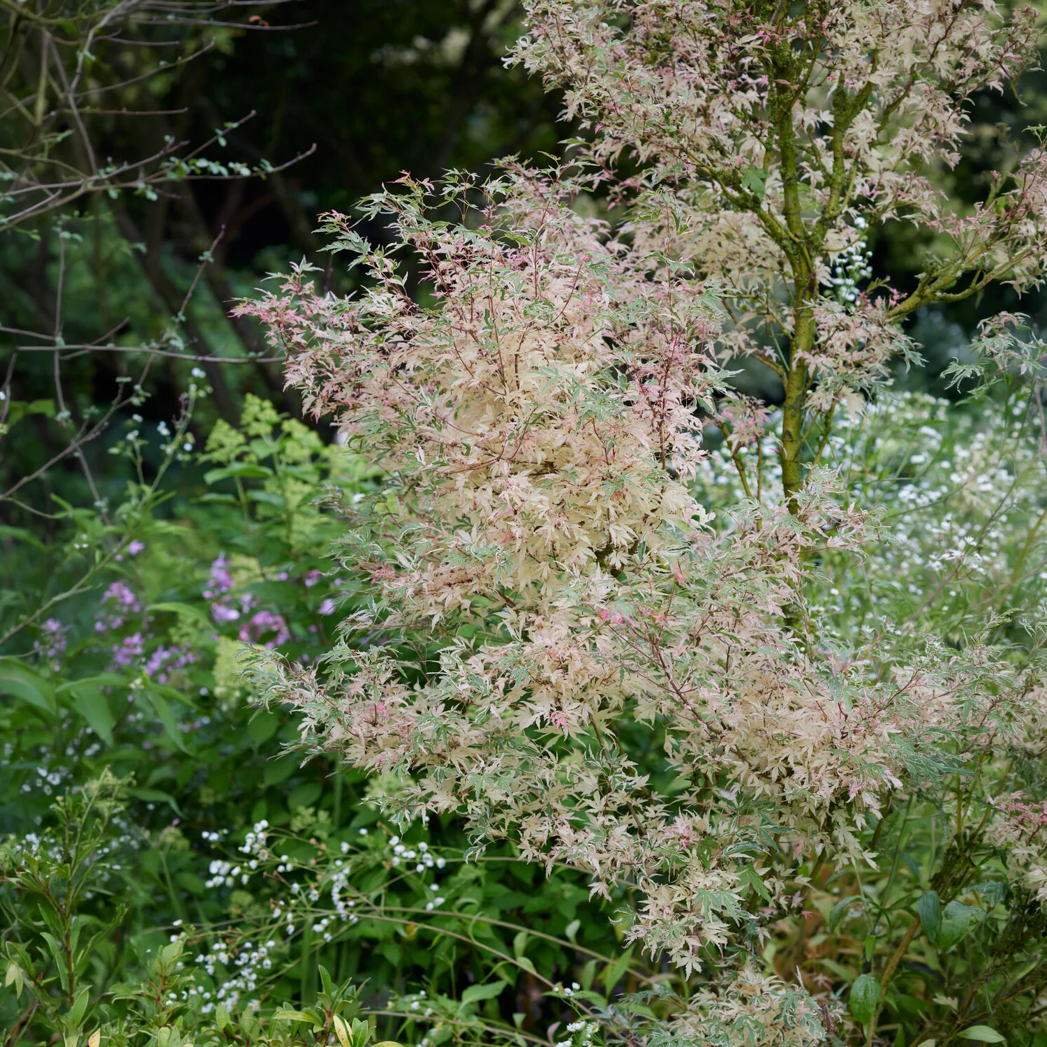 Japanse esdoorn 'Taylor' - Image 2