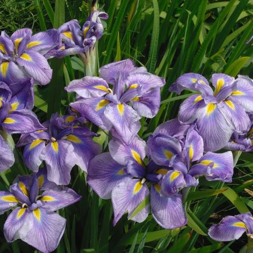 Japanse iris kaempferi paars - Moerasplant, Oeverplant