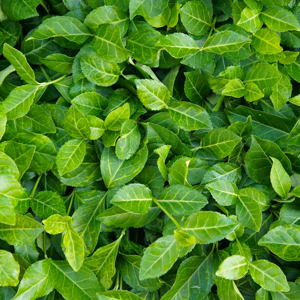Japanse kardinaalsmuts 'Coloratus'