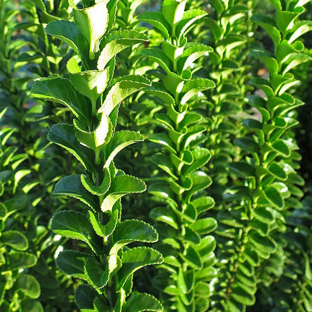 Japanse kardinaalsmuts 'Green Spire' - Image 2
