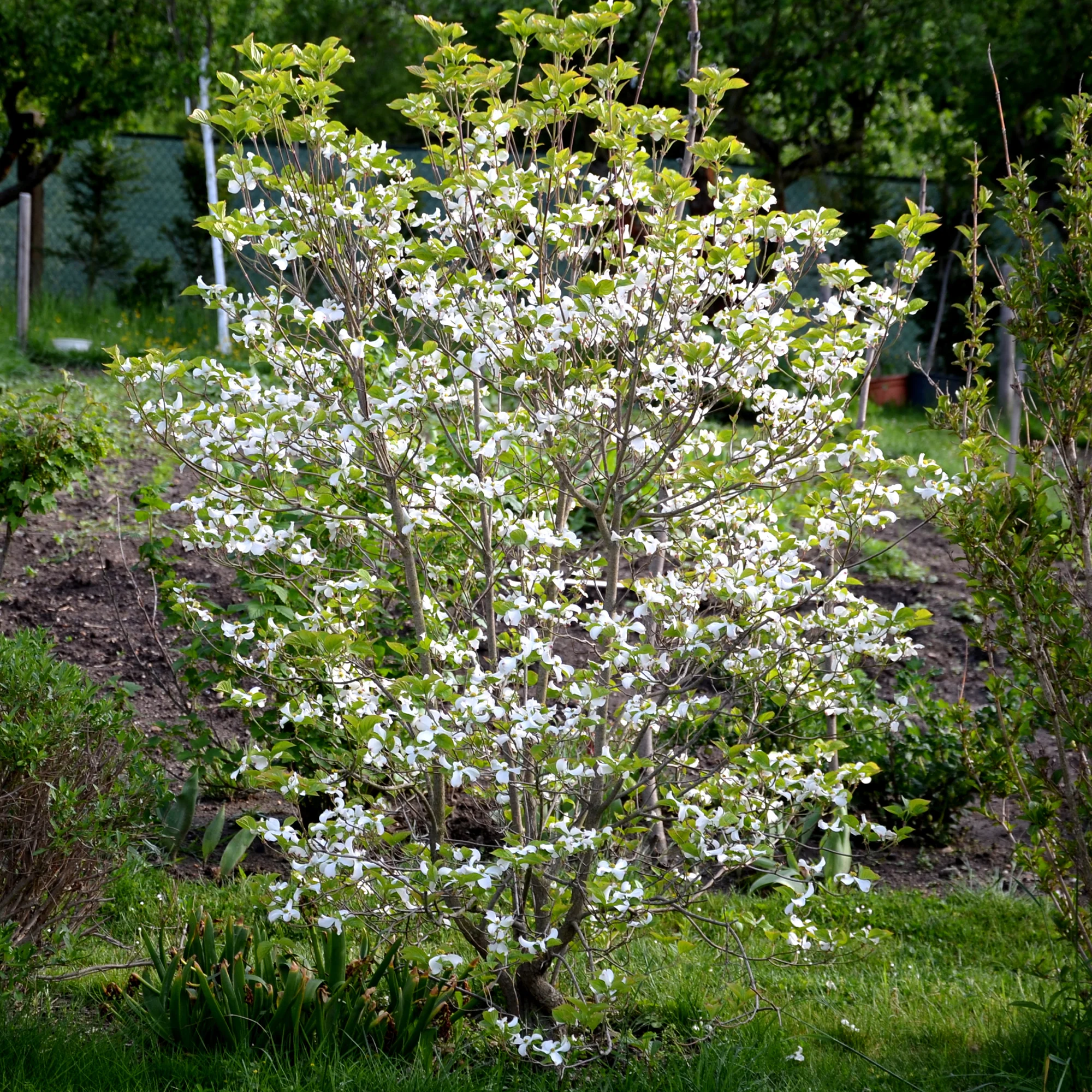 Japanse kornoelje - Image 4
