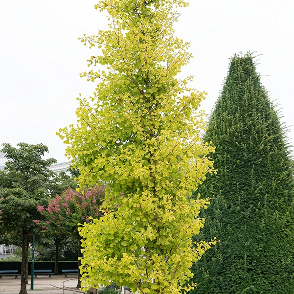 Japanse notenboom 'Blagon