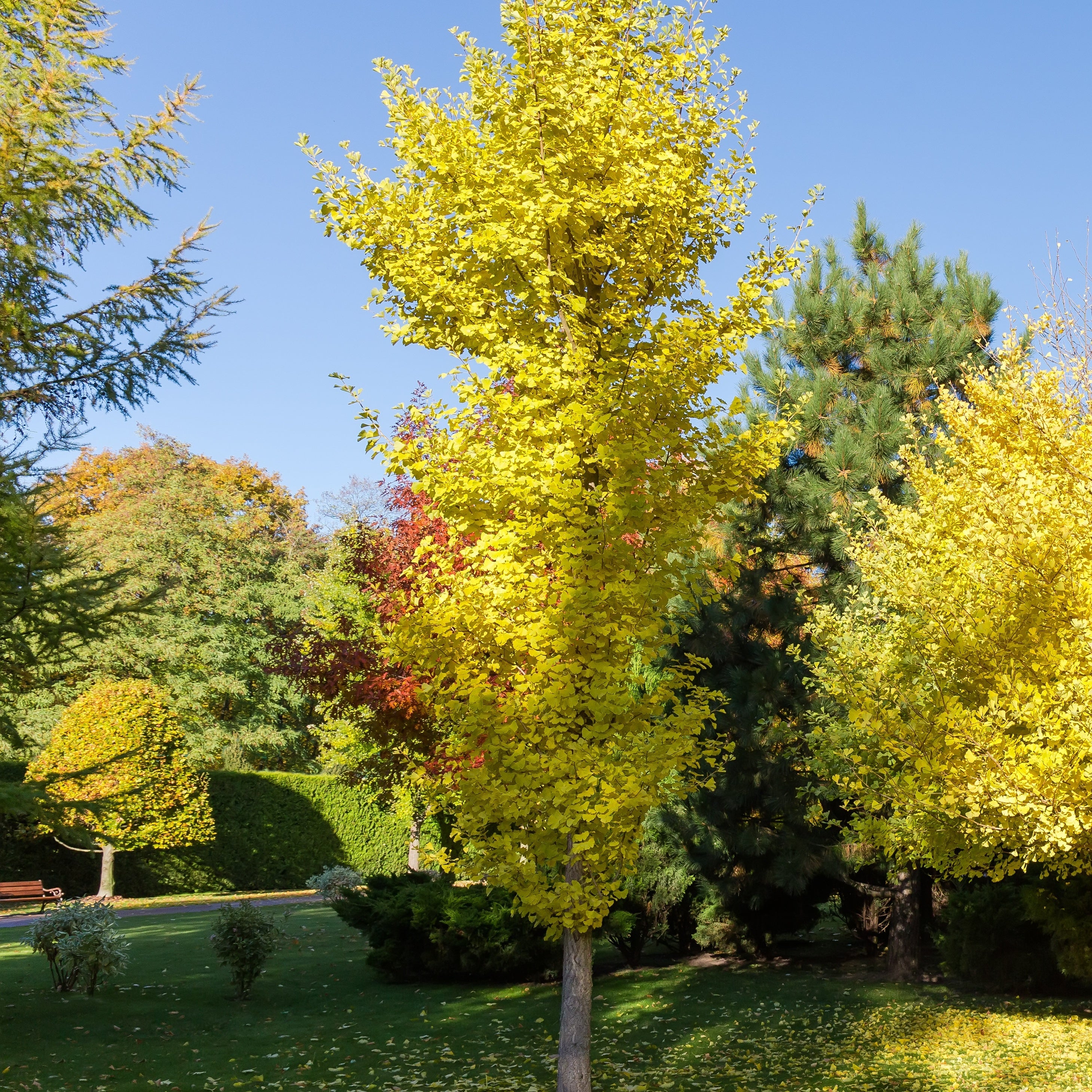 Japanse notenboom 'Blagon - Image 3