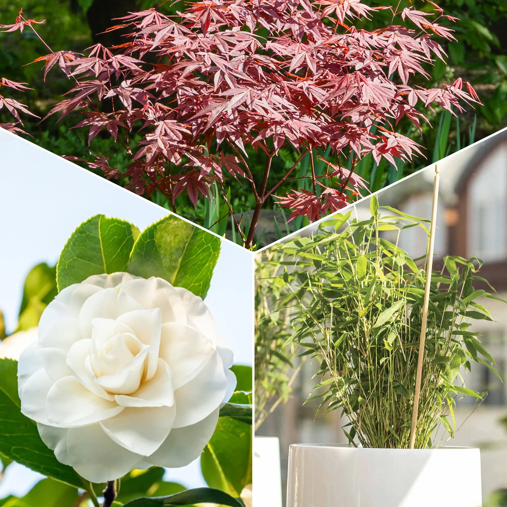 Japanse roos, bamboe, Japanse esdoorn (x3)