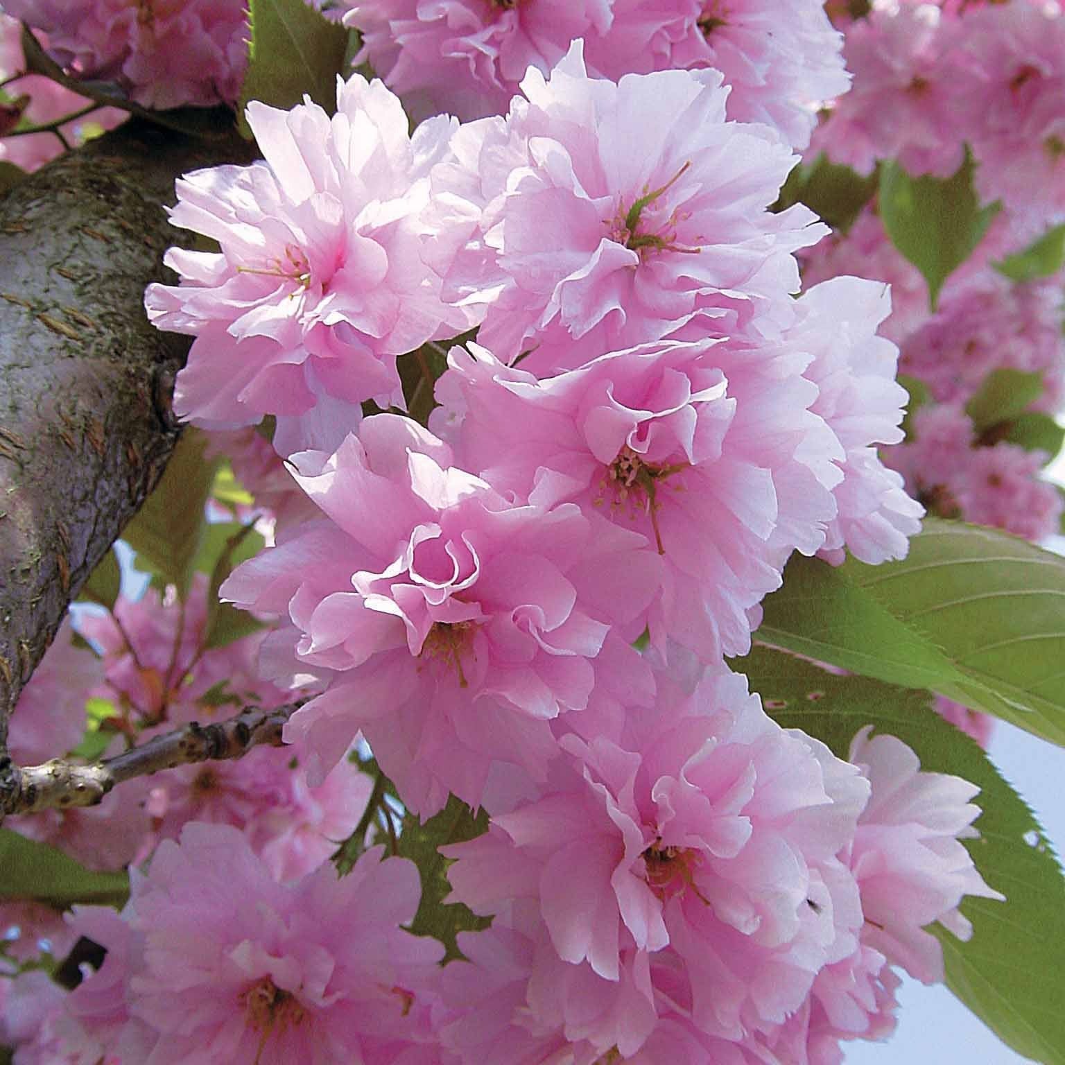 Japanse sierkers 'Kanzan' - Image 6