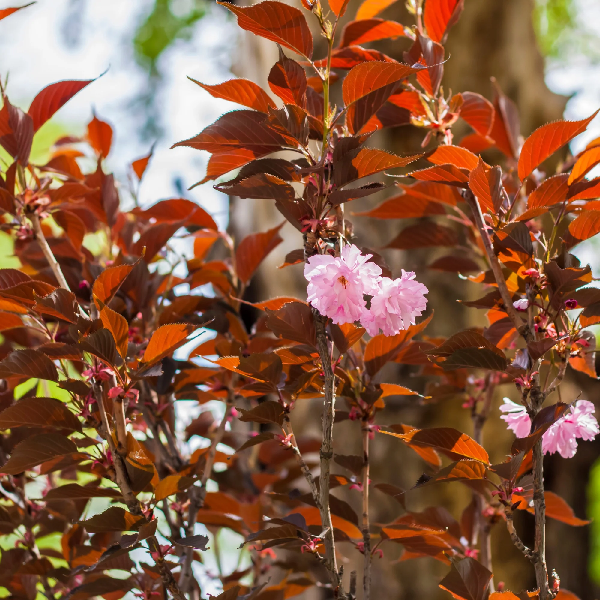 Japanse sierkers Royal Burgundy - Image 3