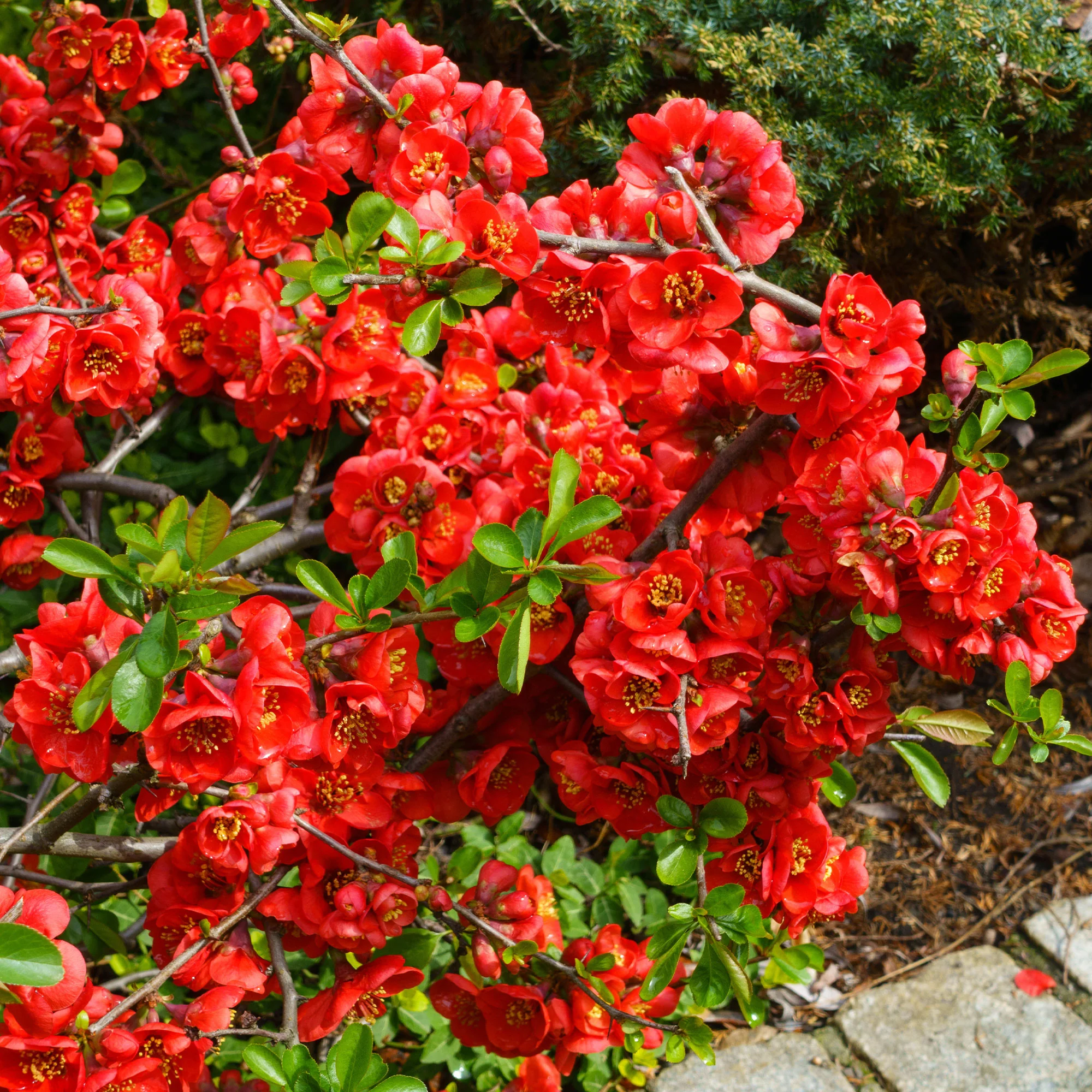 Japanse sierkwee 'Crimson and Gold' - Image 3
