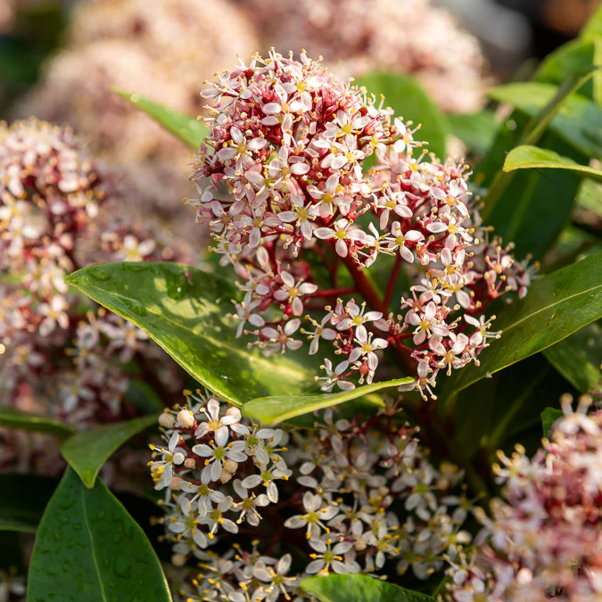 Japanse skimmia Rubella - Image 4