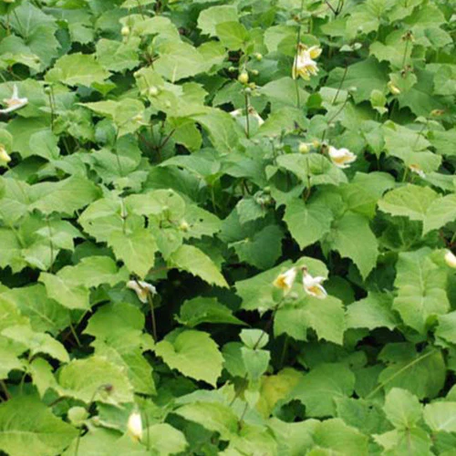 Koreaanse Japanse wasbloem