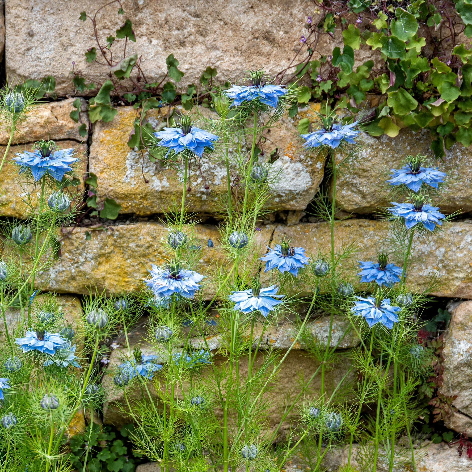 Juffertje-in-het-groen 'Miss Jekyll Blue' - Image 2