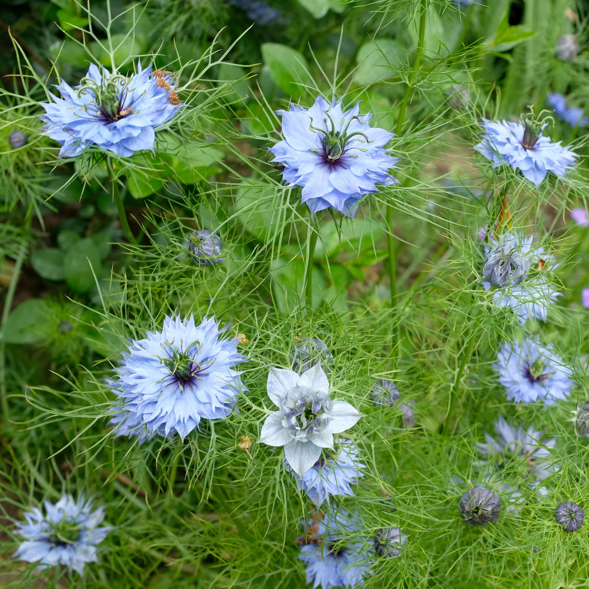 Juffertje-in-het-groen 'Miss Jekyll Blue' - Image 3