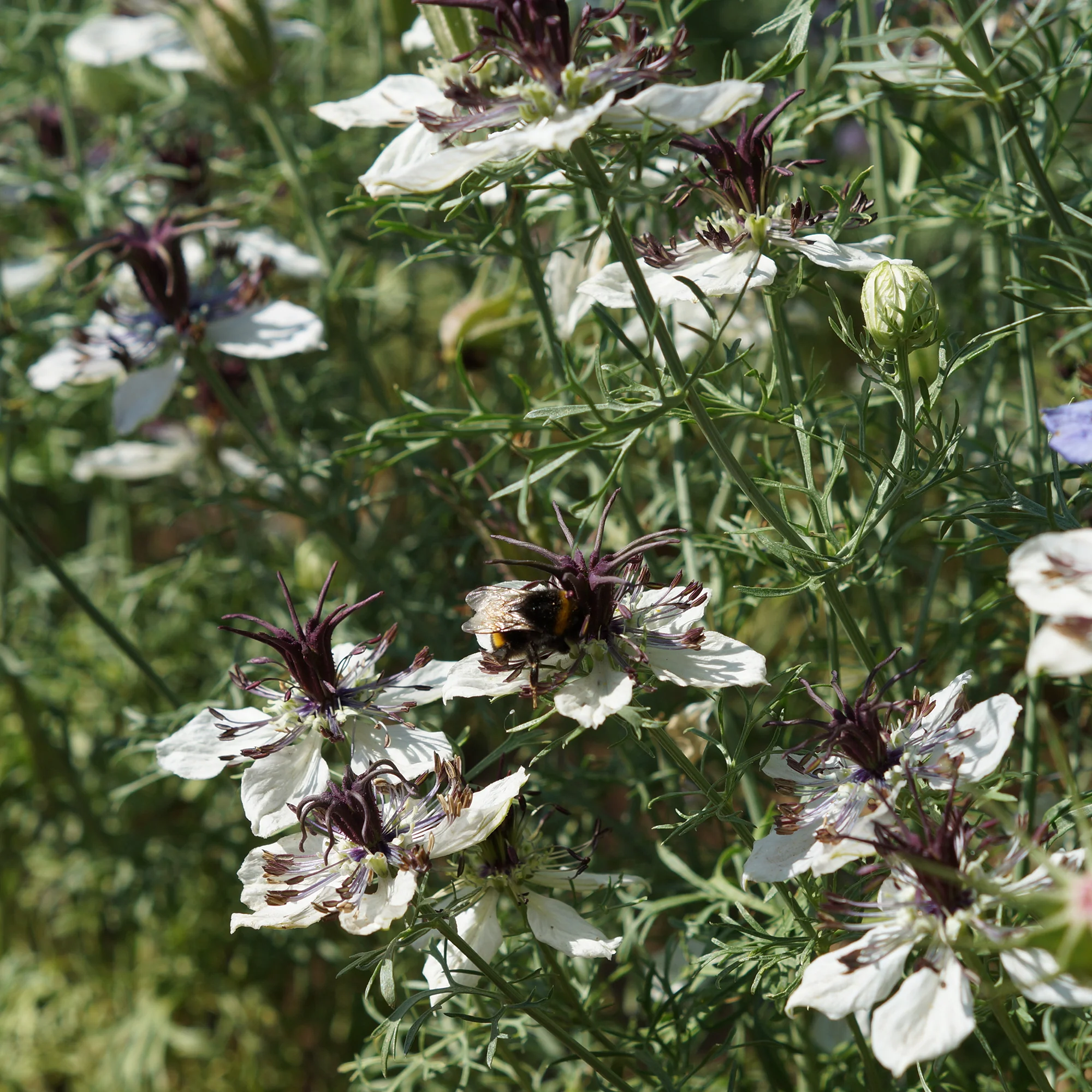 Juffertje in 't Groen Nigella African Bride