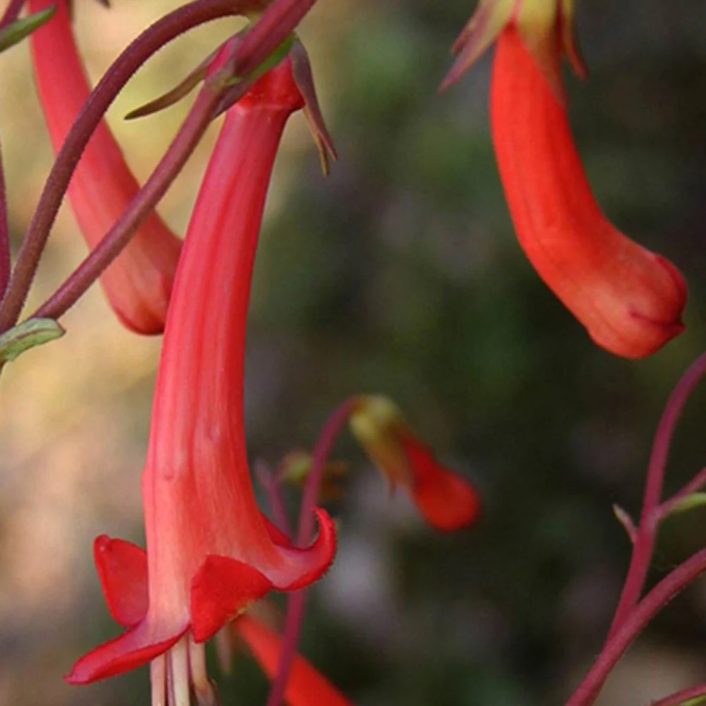 Kaapse Fuchsia