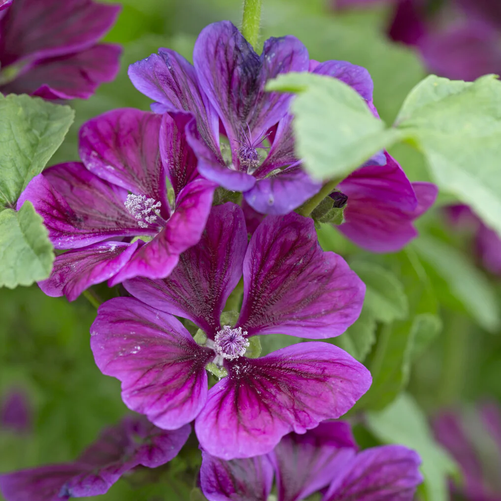 Kaasjeskruid Malva sylvestris