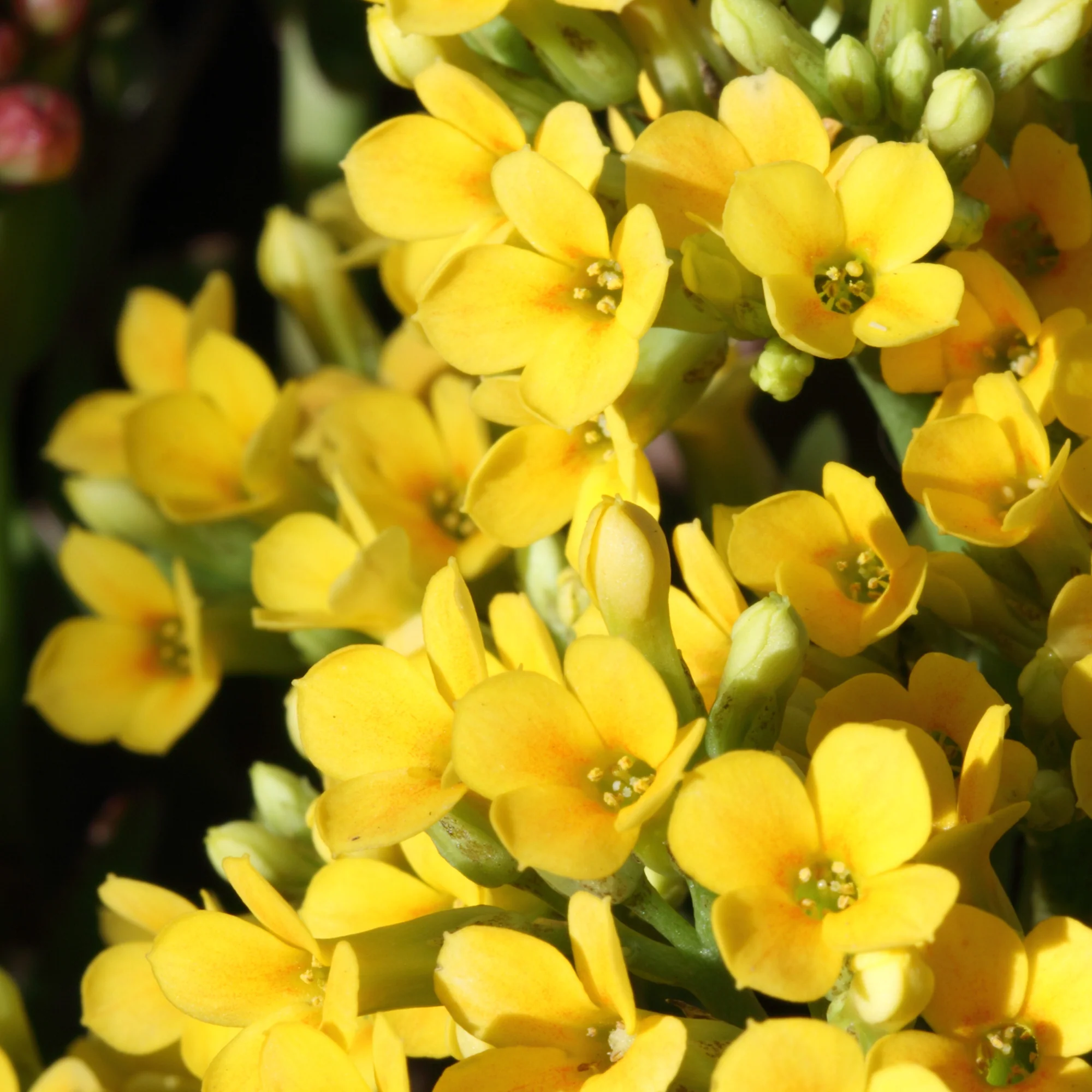Kalanchoë geel