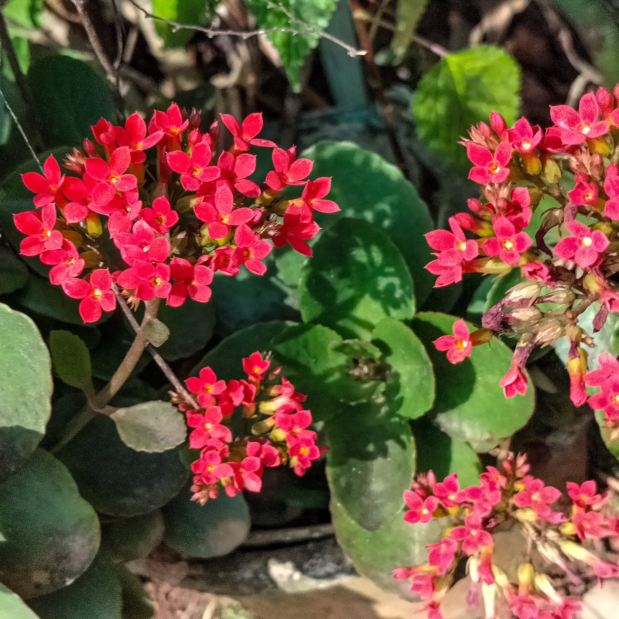 Kalanchoë rood