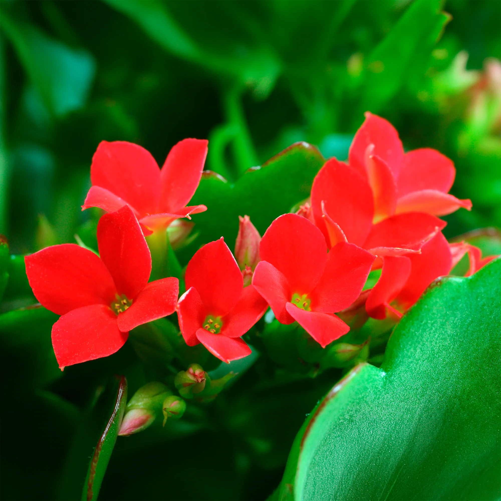 Kalanchoë rood - Image 2
