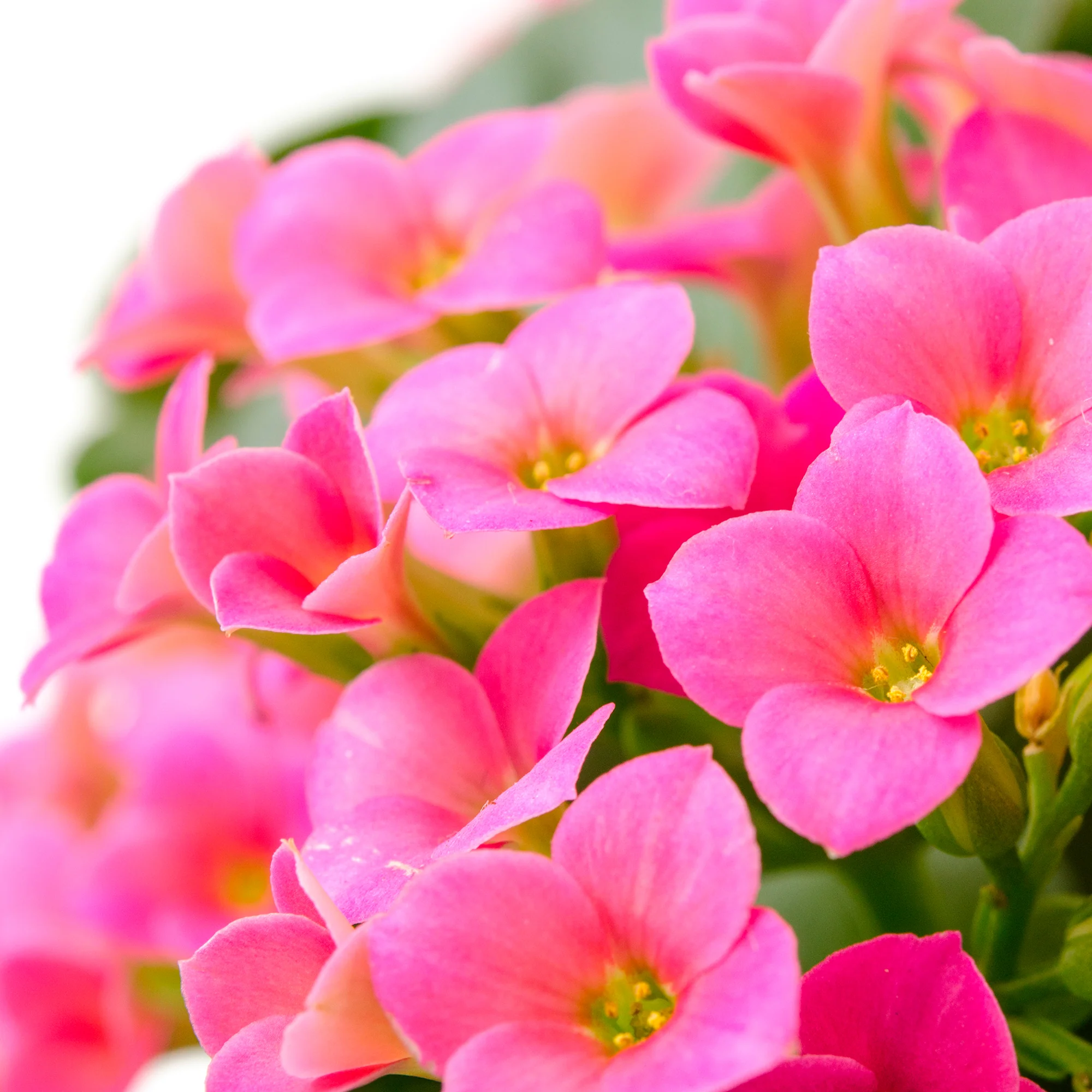 Kalanchoë roze