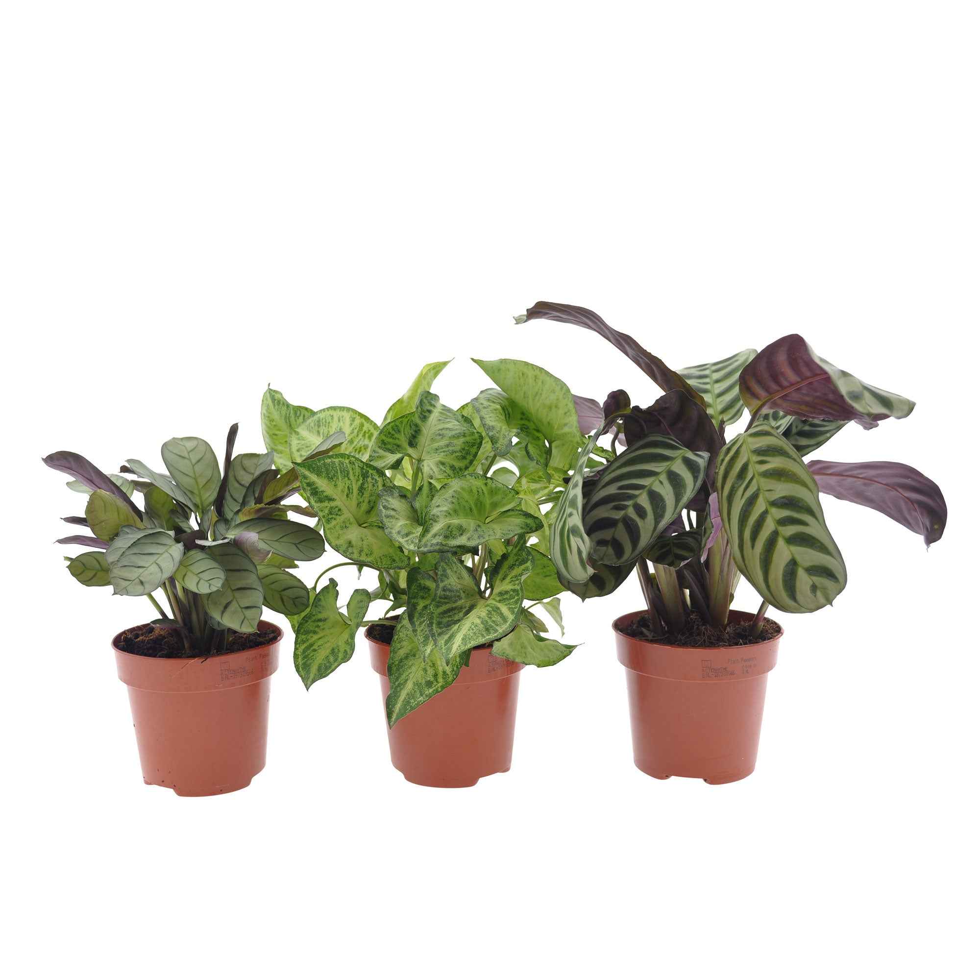 Kamerplanten met mooie bladtekening Mix (x3) - Image 2