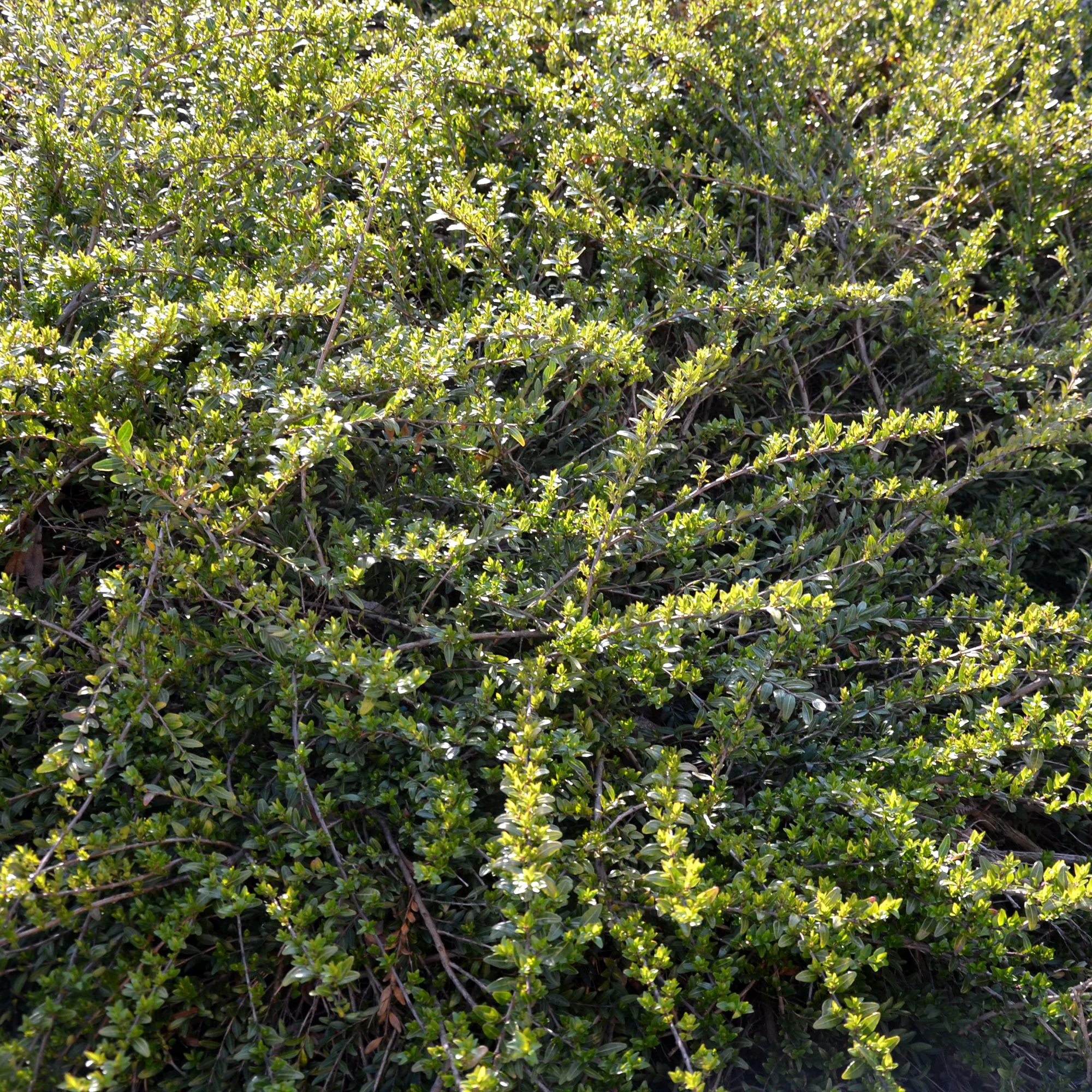 Kamperfoelie 'Moss Green'