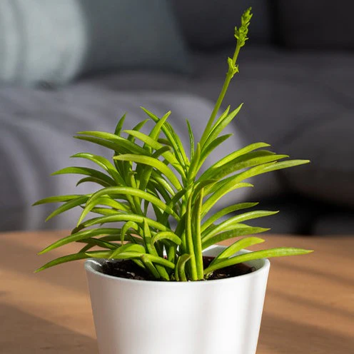 Kandelaarplant - Image 2